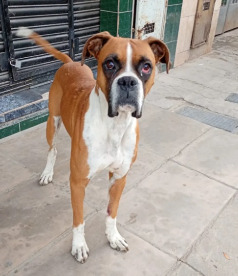 BUSCAMOS TRÁNSITO U ADOPCIÓN URGENTE ~ La Mirada de Quilmes Oeste 
lamiradadequilmesoeste.blogspot.com/2026/02/buscam… <a href="/AdopcionesQ/">Adopciones Quilmes</a>