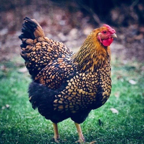 Dustin Kittle tweet media