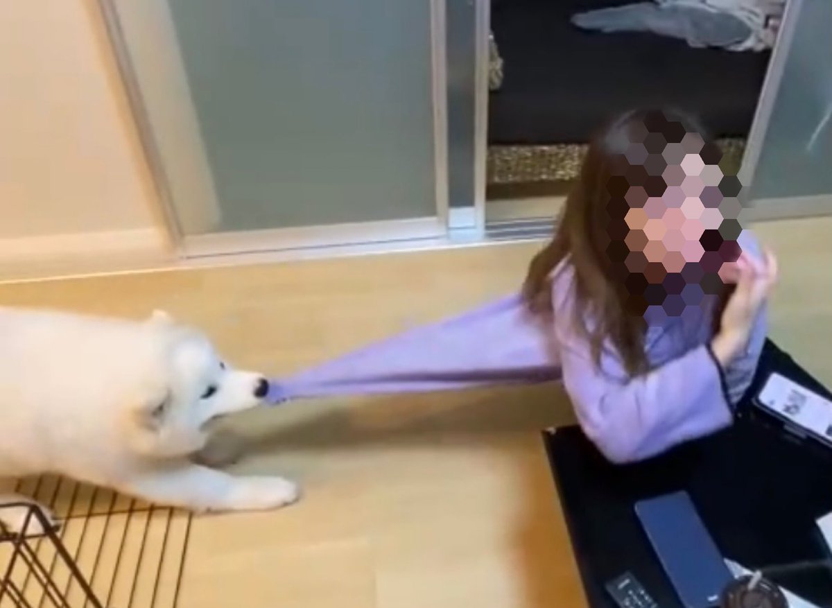 サモエド　こはく tweet media