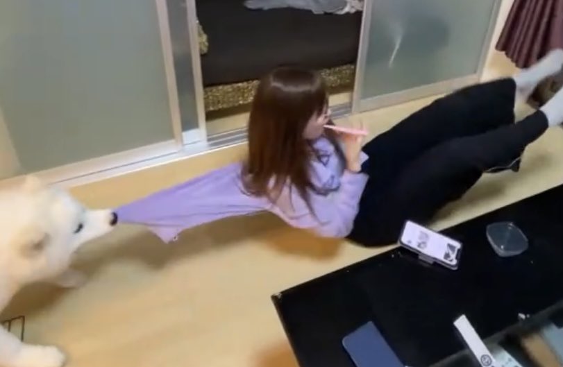 サモエド　こはく tweet media