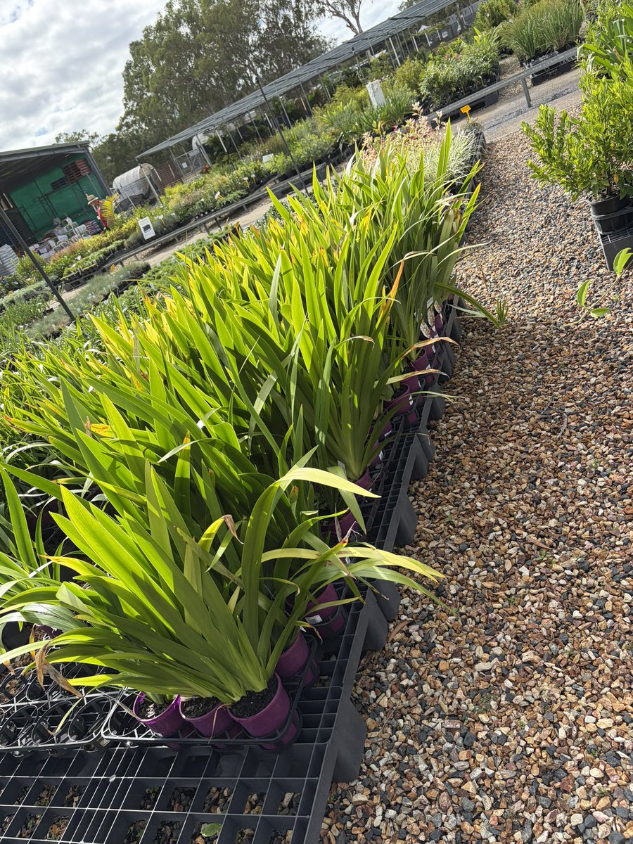 DirectNursery's tweet photo. Bulk plant orders for your house 🏠 garden 🪴 or development, we can help. Email us for a quote in Brisbane at https://t.co/p1ZCQEXI7z https://t.co/pv17Oc8D2I
