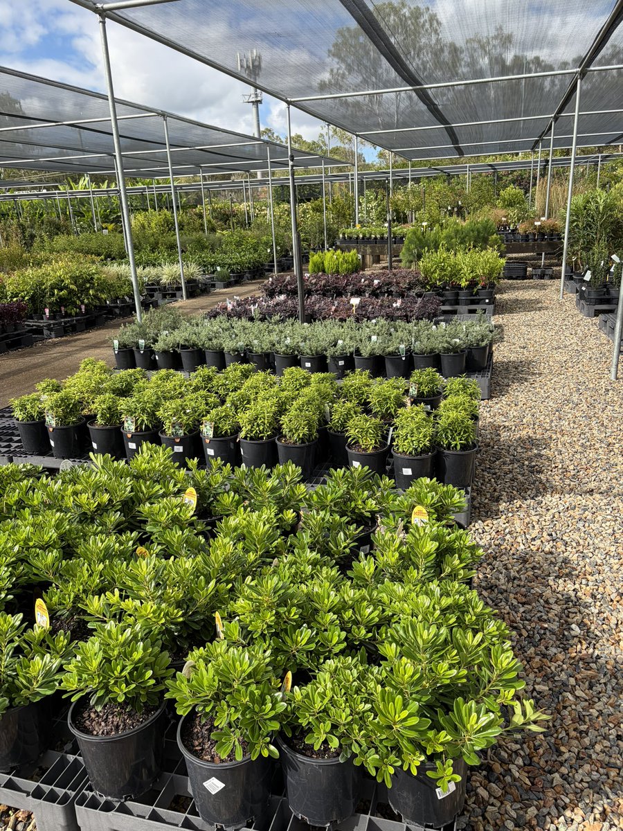 DirectNursery's tweet photo. Bulk plant orders for your house 🏠 garden 🪴 or development, we can help. Email us for a quote in Brisbane at https://t.co/p1ZCQEXI7z https://t.co/pv17Oc8D2I