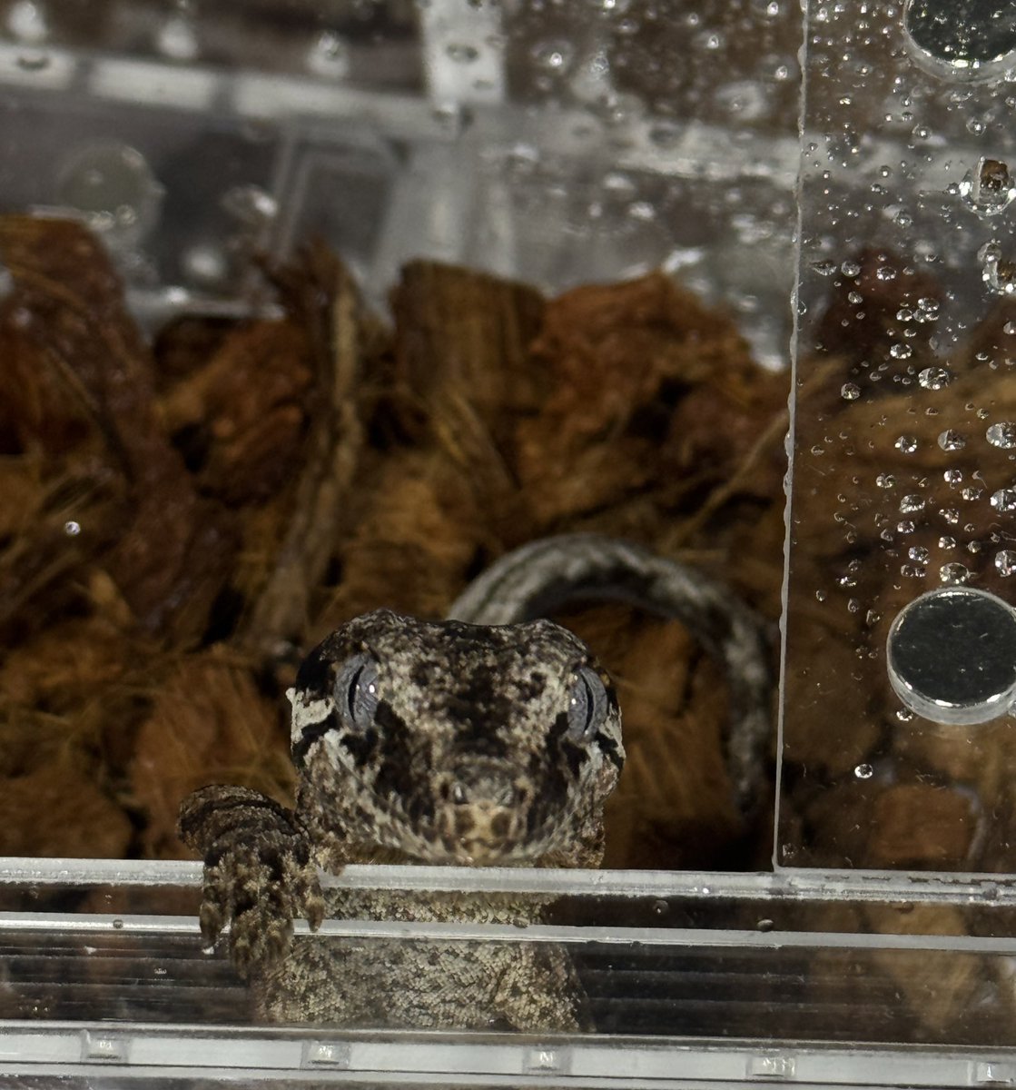 みさきち🐰/Satisfactory tweet media