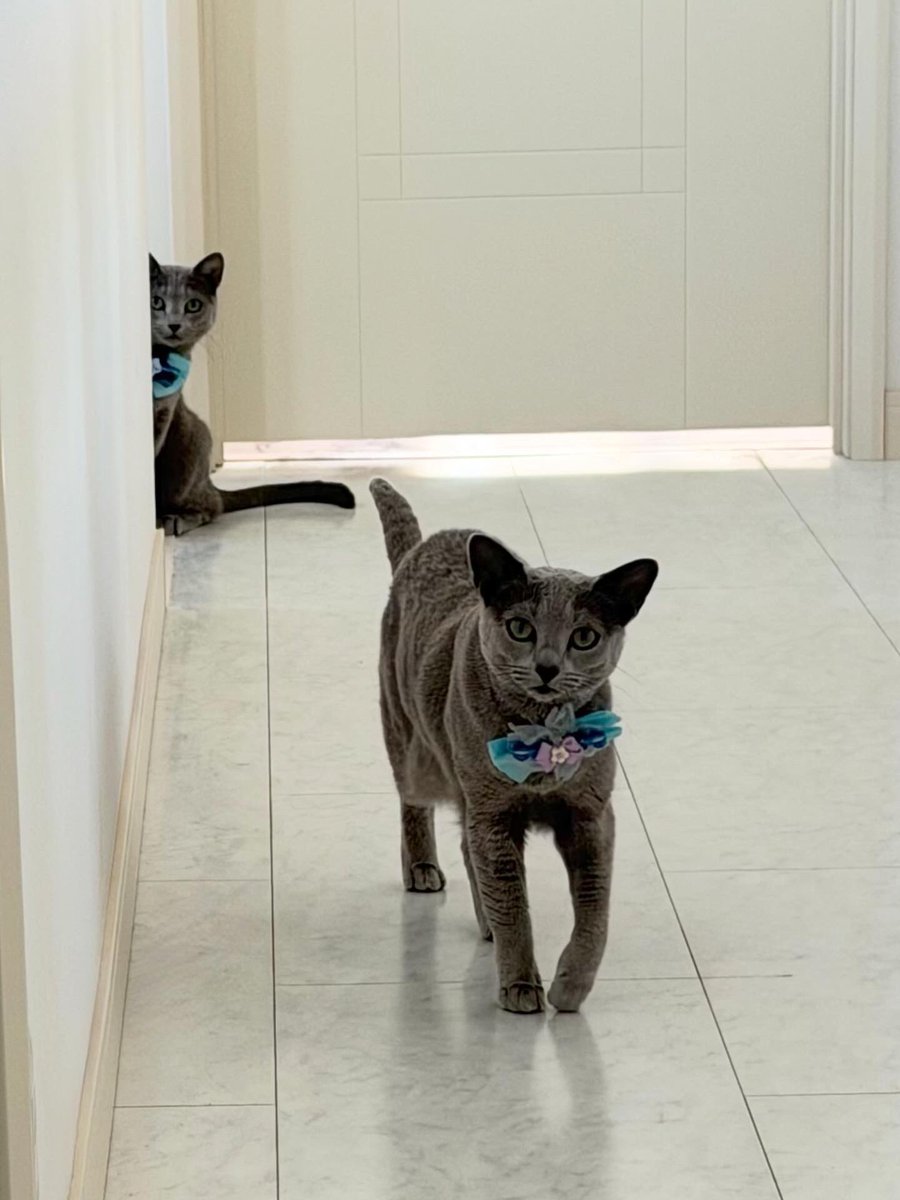 LisaLisa200601's tweet image. おはニャン😸😸

#ねこ
#ロシアンブルー
#リサリサとリリー
#ねこのきもち