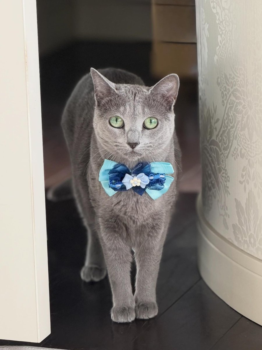 LisaLisa200601's tweet image. おはニャン😸😸

#ねこ
#ロシアンブルー
#リサリサとリリー
#ねこのきもち