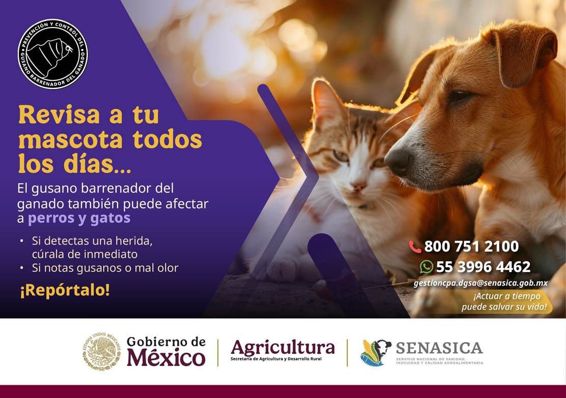 Para prevenir el #GusanoBarrenadorDelGanado en #NuevoLeón, revisa a tus mascotas todos los días. #RevisaCuraAvisa 

#SenasicaActua