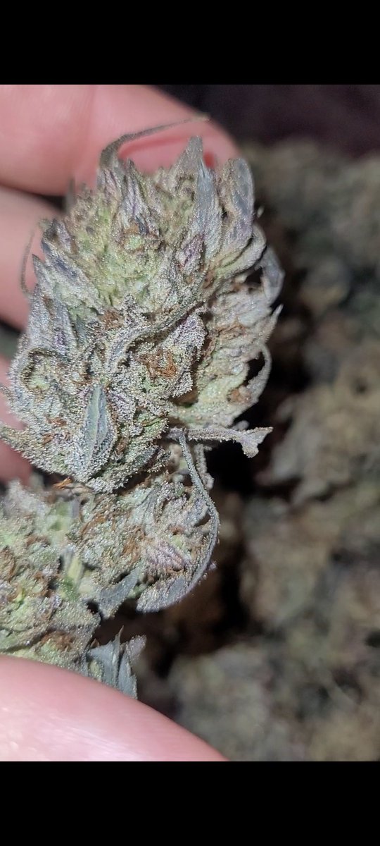 Specials on flowers every FadedAF Friday.  😶‍🌫️😶‍🌫️😶‍🌫️