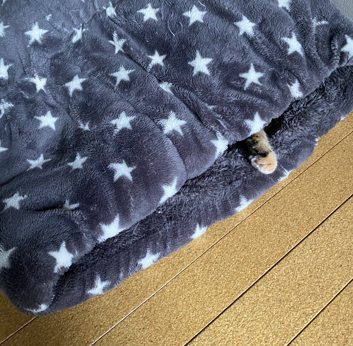 くみ(ーめ) (@935Sin) / Posts / X