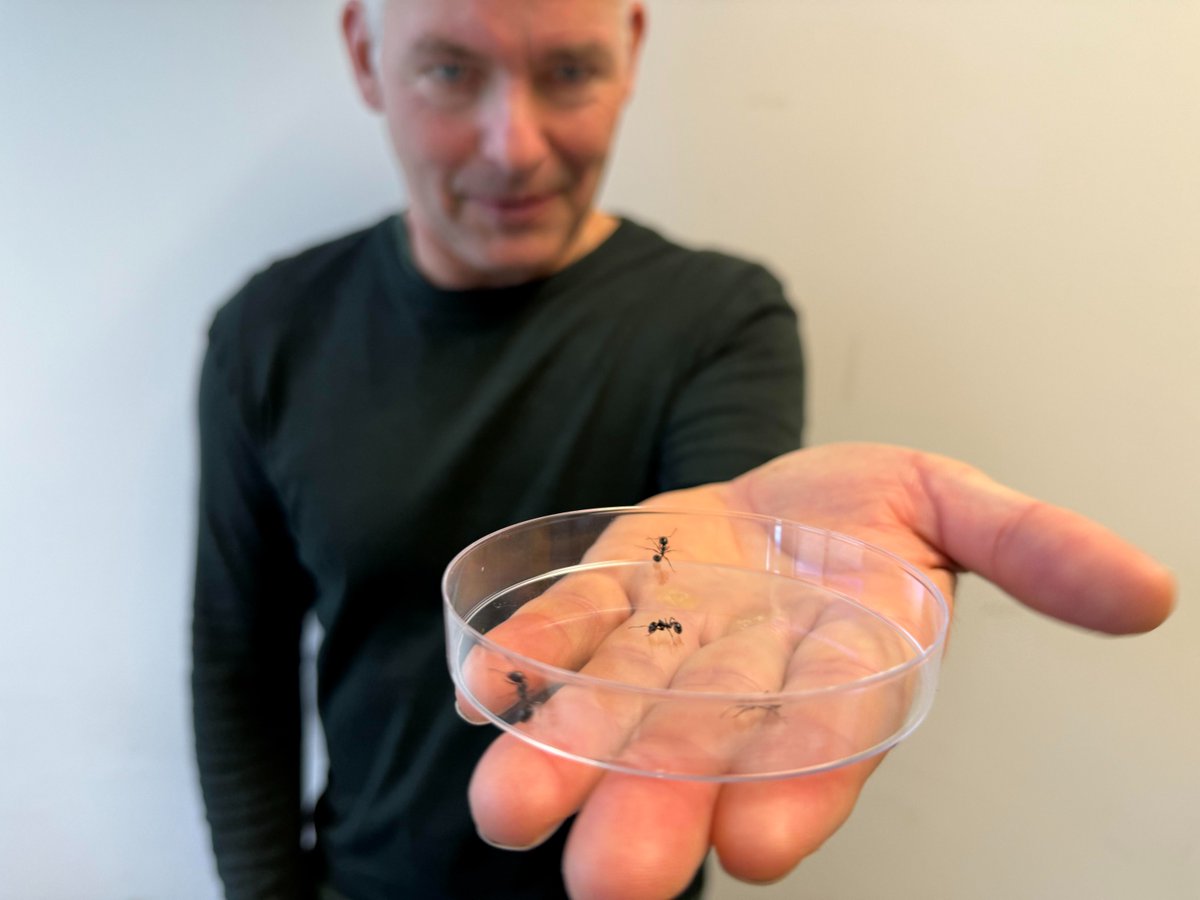 PNASNews's tweet photo. Ants recognize their nestmates by their distinctive hydrocarbons, including alkenes. Ozone pollution can degrade these alkene compounds, leaving these social insects stranded in a world of strangers  . In PNAS: https://t.co/6qlpiqt49o https://t.co/O5tQ7VbYdQ