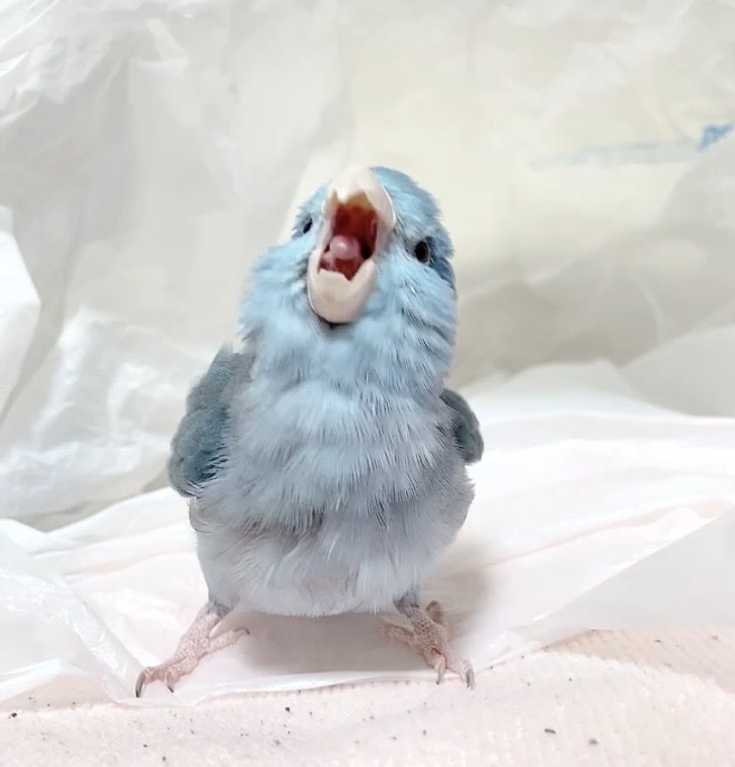 おはがおー♪

#がおーマメ