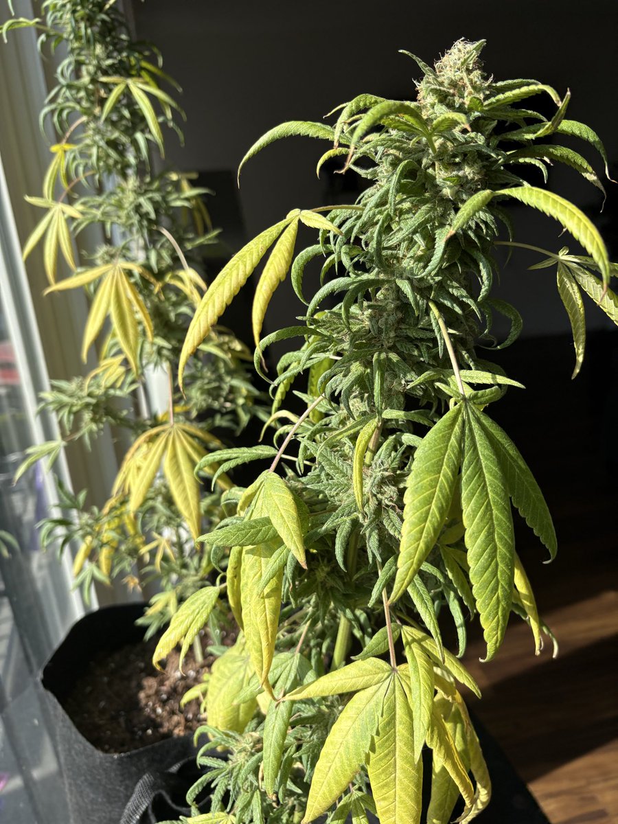 lilbaby💙 tweet media