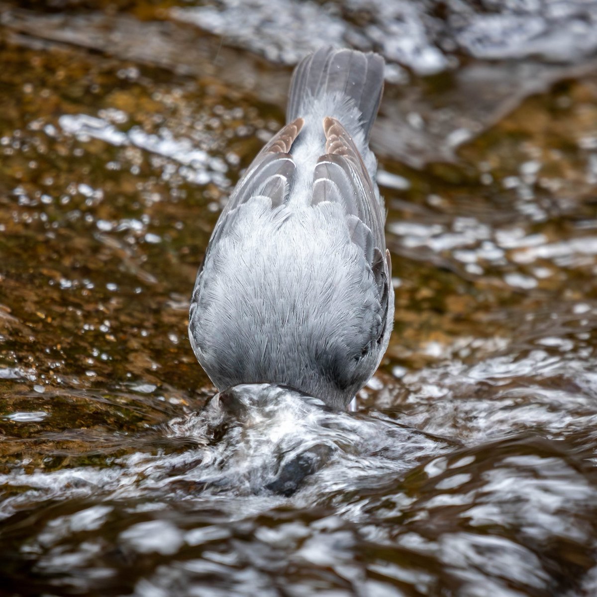marcodiazfoto's tweet photo. The American Dipper (Cinclus mexicanus) is one of the few passerines adapted to cold, well-oxygenated streams. Its compact body, strong legs, and dense plumage let it walk underwater and dive against the current to capture aquatic insect larvae, small crustaceans. #CostaRica https://t.co/E8zwFRMNJ2