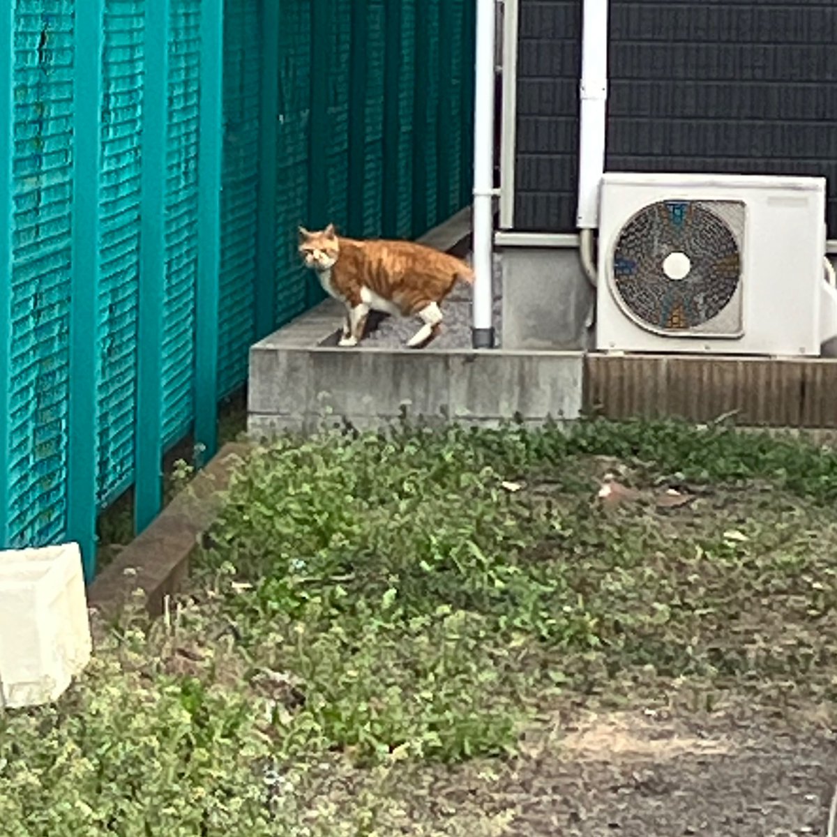調布で黄色い首輪の茶白トラ猫を見かけました
迷子であれば心配なので投稿します
飼い主さんがおりましたら情報提供しますのでお声がけください

もしもただ外に放っているというだけであれば、一刻も早く完全室内飼いにしてください
#迷子猫　？