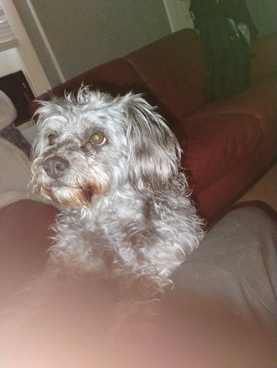 baca_com123's tweet photo. @Puppieslover My love https://t.co/jw8EZnDGs2