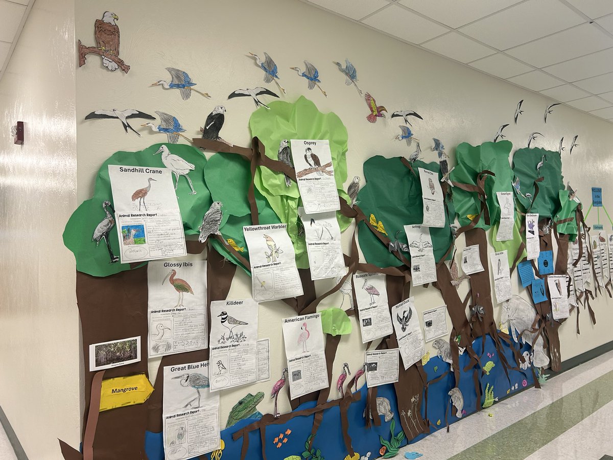 MrsRameau's tweet photo. @ParksideProud  of my scientists!  Each student researched a bird that  lives in  the #Everglades  mangroves. #EvergladesMural #writing @TeachEverglades @EvergladesNPS #science  @collierschools https://t.co/5iOKCfZUvy