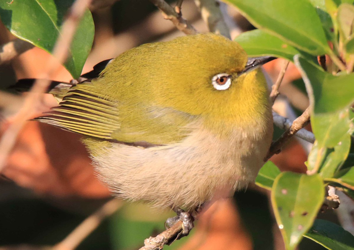 厳しい寒さが続く冬の日の朝、木の枝で何か丸いものがゴソゴソ動いていたので近づいて見たら、なんとメジロでした。見事な丸さです(⊙ө⊙)