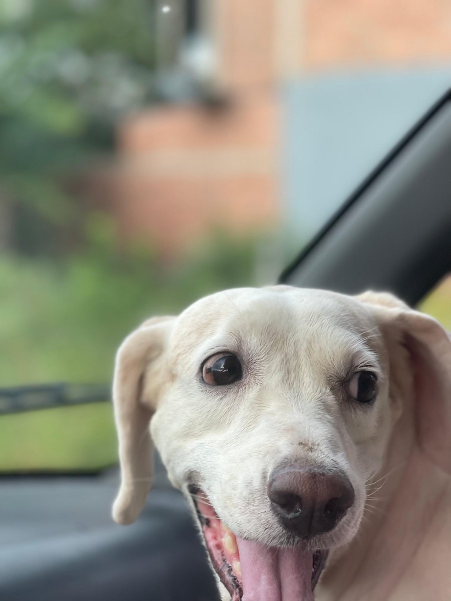 liii_loo23's tweet photo. Mi amor más chiquito de mi vida 😍❤️‍🩹🐶 https://t.co/sYkSfHFx1t