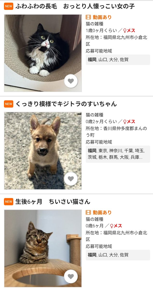 ん？んん？？ね、こ？