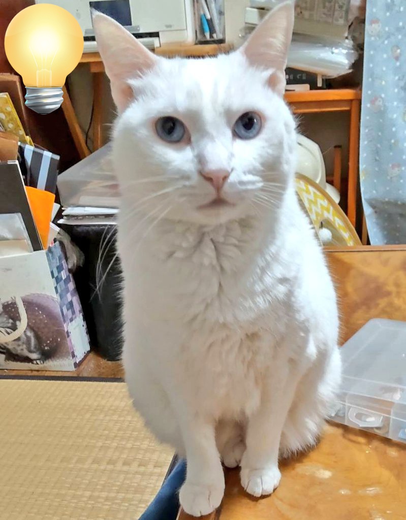 さいきん勘違いとか見間違い
みたいのが何度かあるので、
今までより気を付けなきゃ😓

<きをつけてニャン>
　＃白猫