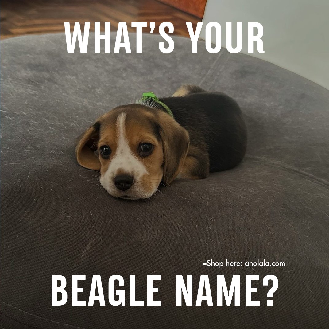 Beagle Addict tweet media