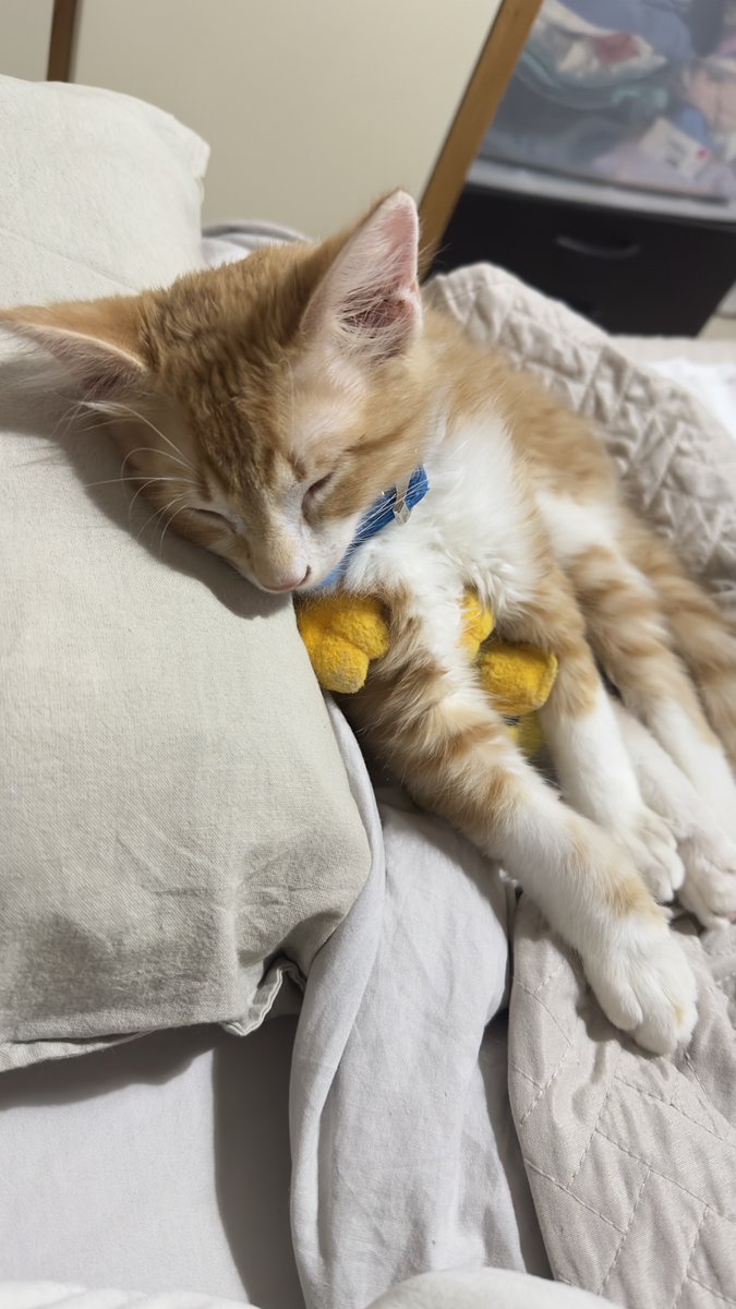 Patricio duerme con su pato de peluche para que nadie se lo quite #hijounico y #adoptado . Pero muy amado