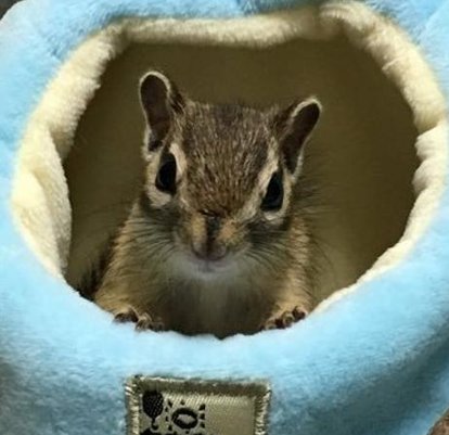 freckleinfested's tweet image. 昨日をある 👨‍💻