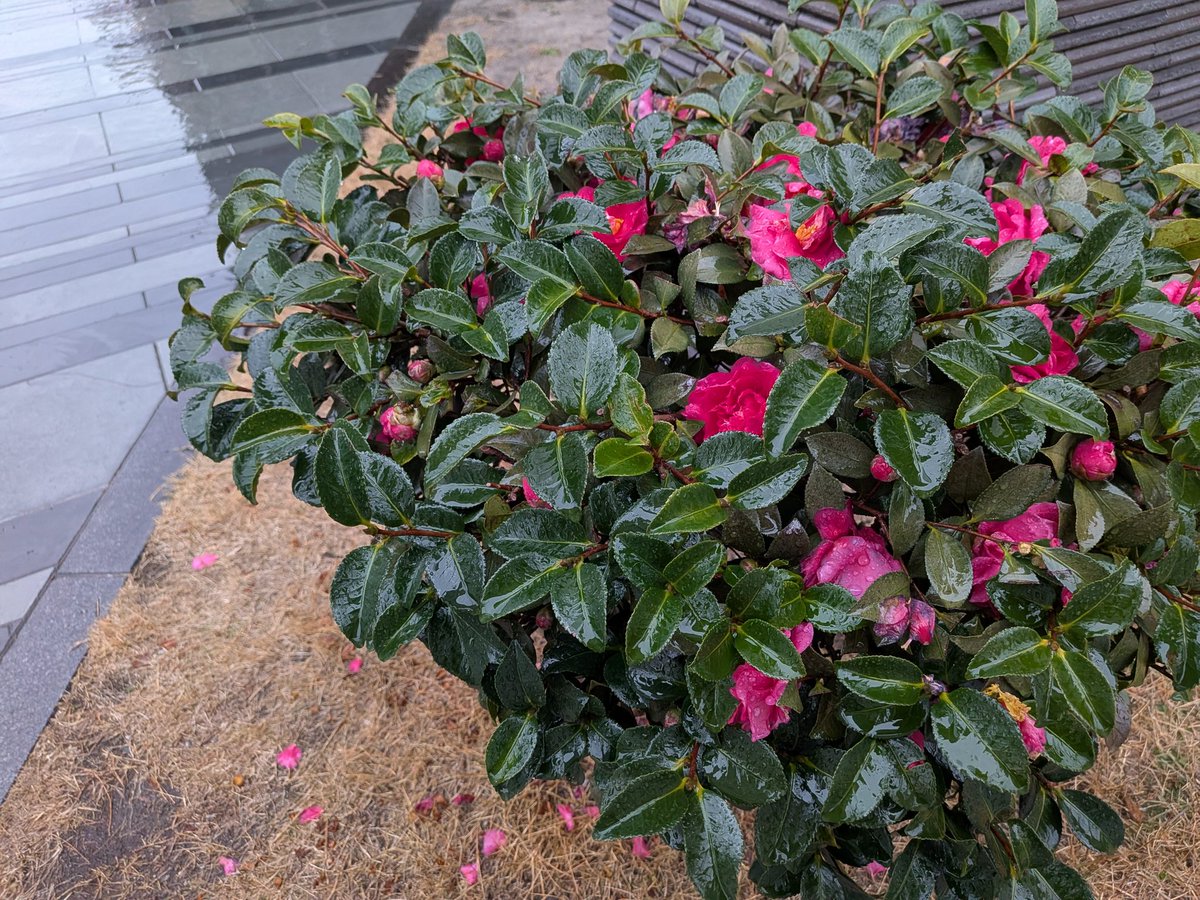 外は少し雨が降ってる🎶
落ち着かないので今朝も少しだけ散歩しました☂️🚶‍♀️
恵みの雨も昼頃には上がる模様です☺️👍✨
チケットを出したり入れたり…💞
あっ化粧しなきゃ
着替えなきゃ💦

皆それぞれの場所から
熱い魂飛ばしてね❤️‍🔥✨
会場に来られる皆さん
道中お気をつけて！
#宮本浩次
#新しい旅福岡