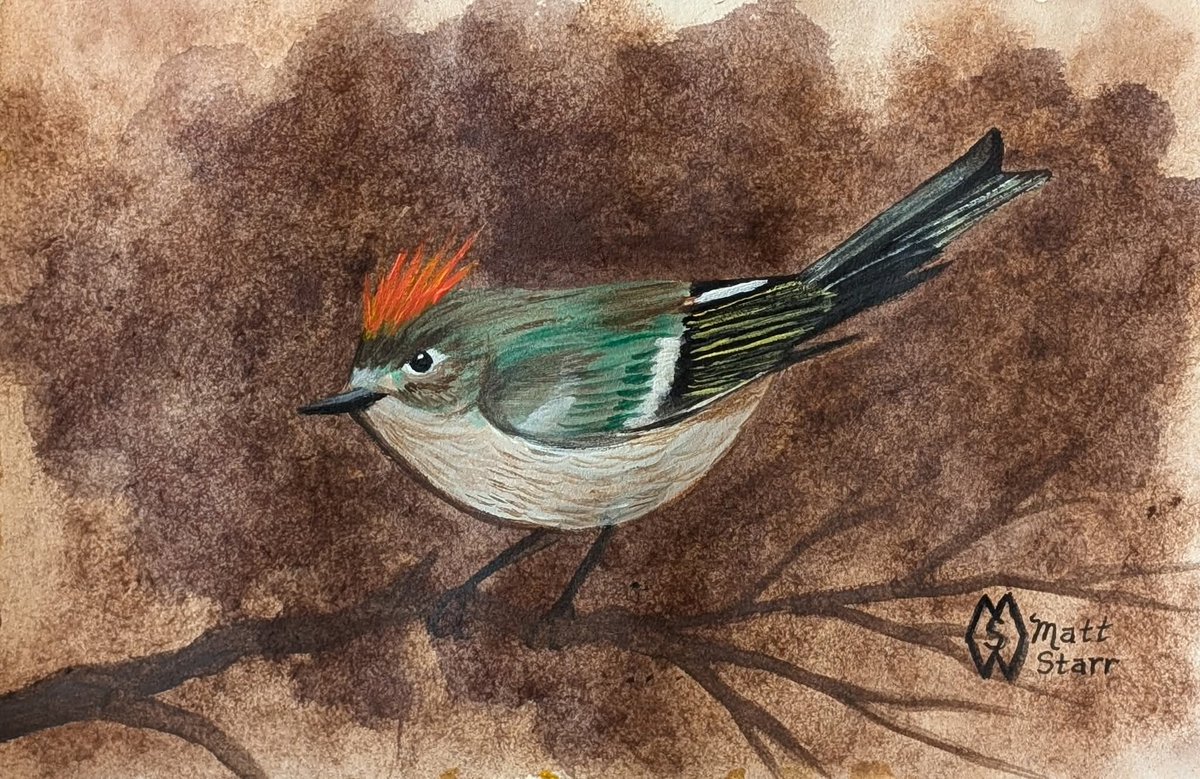 MattStarrFineA1's tweet photo. This is my acrylic painting of a ruby-crowned kinglet in the forest: https://t.co/nw1Z2OcYdD 

#mattstarrfineart #rubycrownedkinglet #kinglet #bird #birds #art #paintings #tshirts #artist #artistic #artwork #artlovers #ArtoftheDay #BuyArtOnline #ArtforSale #artlovers https://t.co/1JqhXCJVq8
