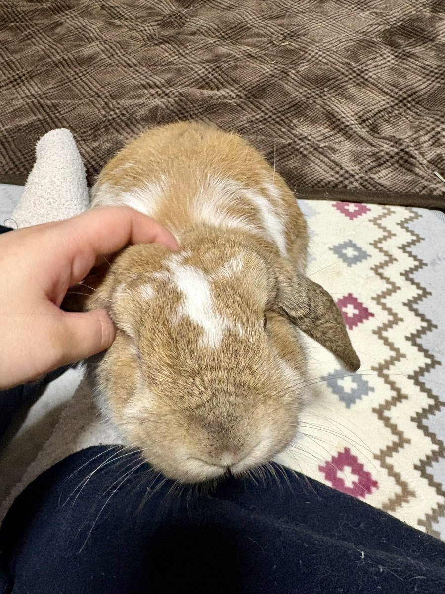 こんにちぽぽ❄️
今日はなんだかお顔が長いねぇ🐴
#うさぎ　#ホーランドロップ