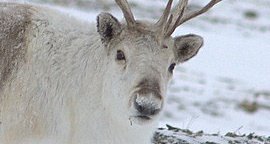 Eemapso (Commissions Closed) tweet media