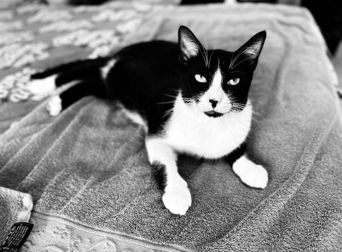 Tina strikes an alluring pose for #CatsNoirFriday. 

#CatsOfX #Hedgewatch #RealHousecatsOfHonolulu