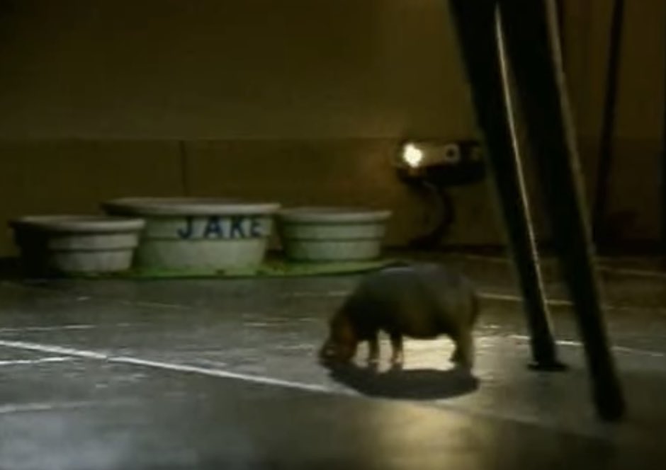 e l l a 🇨🇦 tweet media