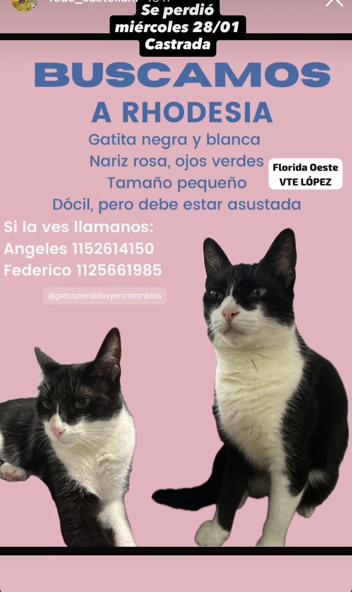 🔴🔴🔴🔴🔴🔴🔴🔴
Siguen buscando a #Rhodesia 🐾🐈‍⬛
Hola a tod@s!
Con un Retweet están ayudando a encontrarla 🥹 #Gracias !!! por #Compartir
Zona: #Florida #VicenteLopez