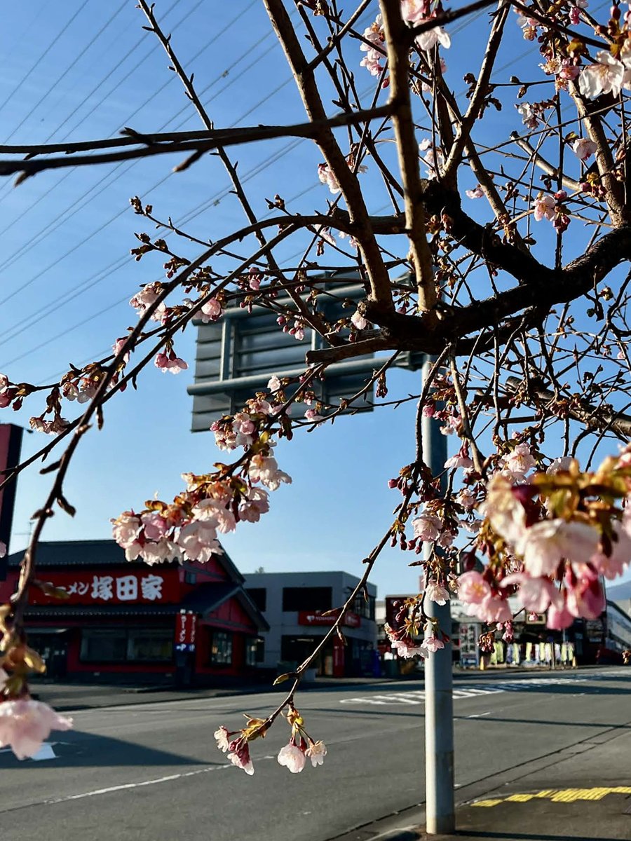 numazu_gurume's tweet photo. 【2/7〜3/8 河津桜まつり開催📷】 伊豆がピンクに染まる季節がやってきました！
東名沼津インターを降りてすぐの「沼津ぐるめ街道」でも、モニュメントの桜が開花。黄色い夏みかんやキンカンとのコントラストがとっても綺麗です📷
お花見の行き帰りに https://t.co/g3g3n9Iv1B https://t.co/H2YTKB8IKQ