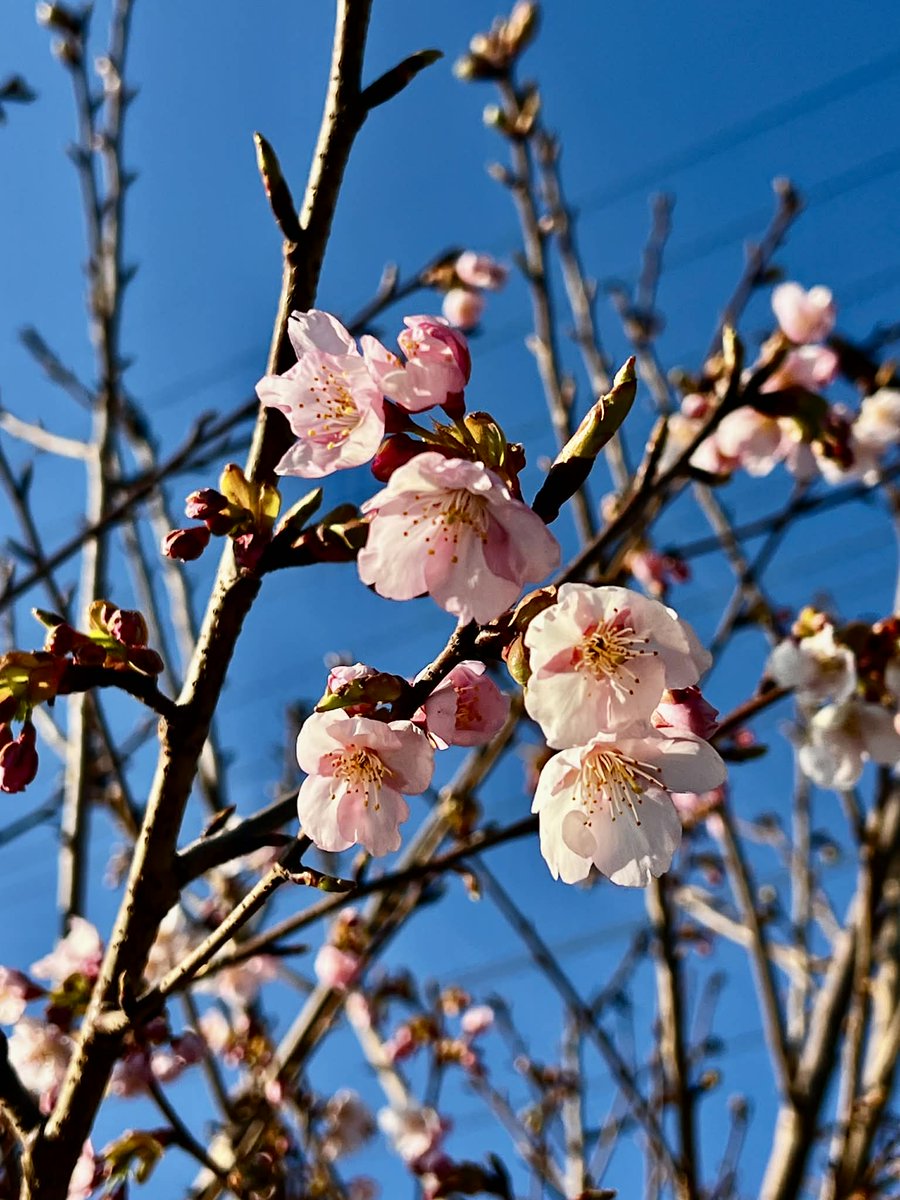 numazu_gurume's tweet photo. 【2/7〜3/8 河津桜まつり開催📷】 伊豆がピンクに染まる季節がやってきました！
東名沼津インターを降りてすぐの「沼津ぐるめ街道」でも、モニュメントの桜が開花。黄色い夏みかんやキンカンとのコントラストがとっても綺麗です📷
お花見の行き帰りに https://t.co/g3g3n9Iv1B https://t.co/H2YTKB8IKQ