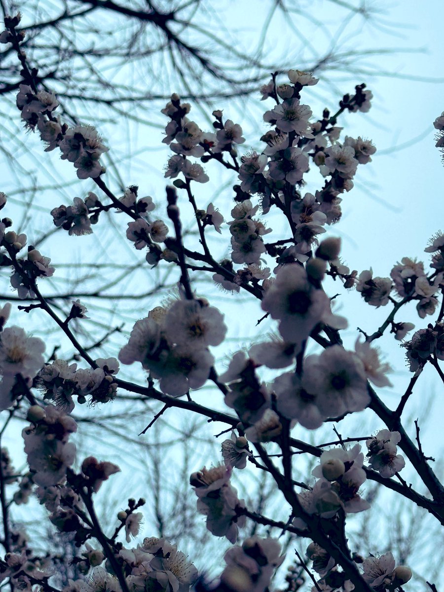 おはようございます☁️

え？
夜雪かも？
嘘でしょ？
