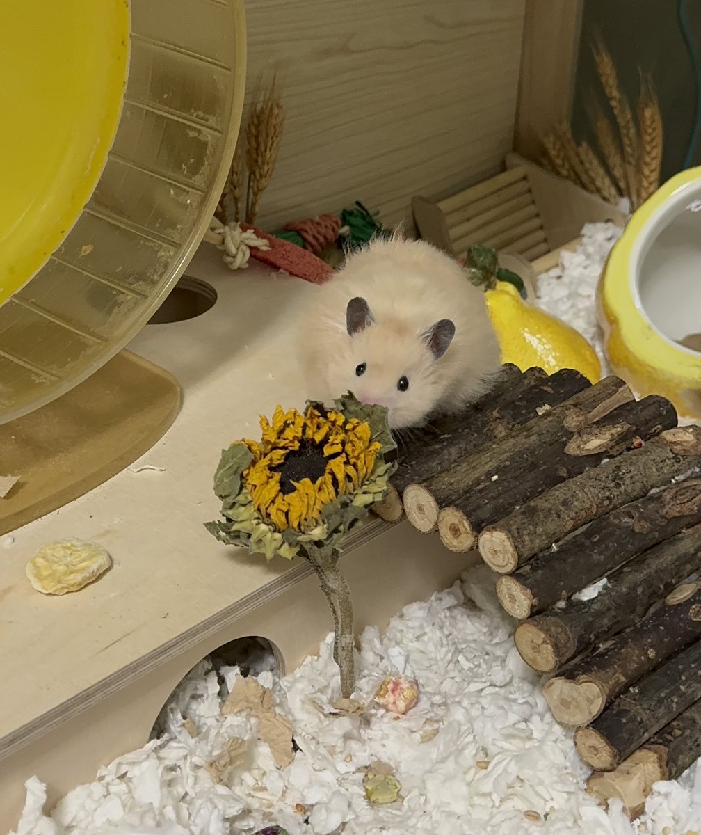 KatDestination's tweet image. 🥭 🌻