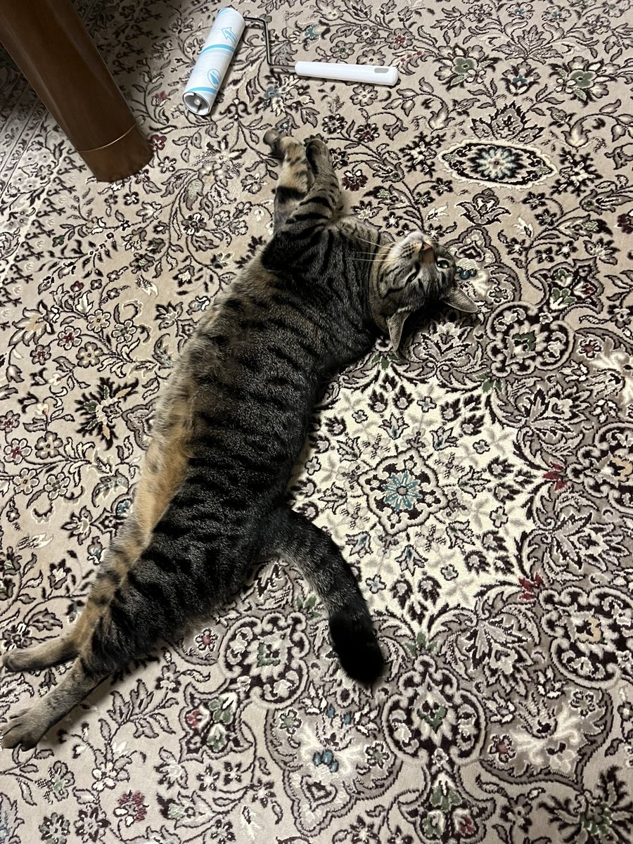 おはよございます☁️🥶

ながぁ〜くあいしてね😻

#猫と暮らす