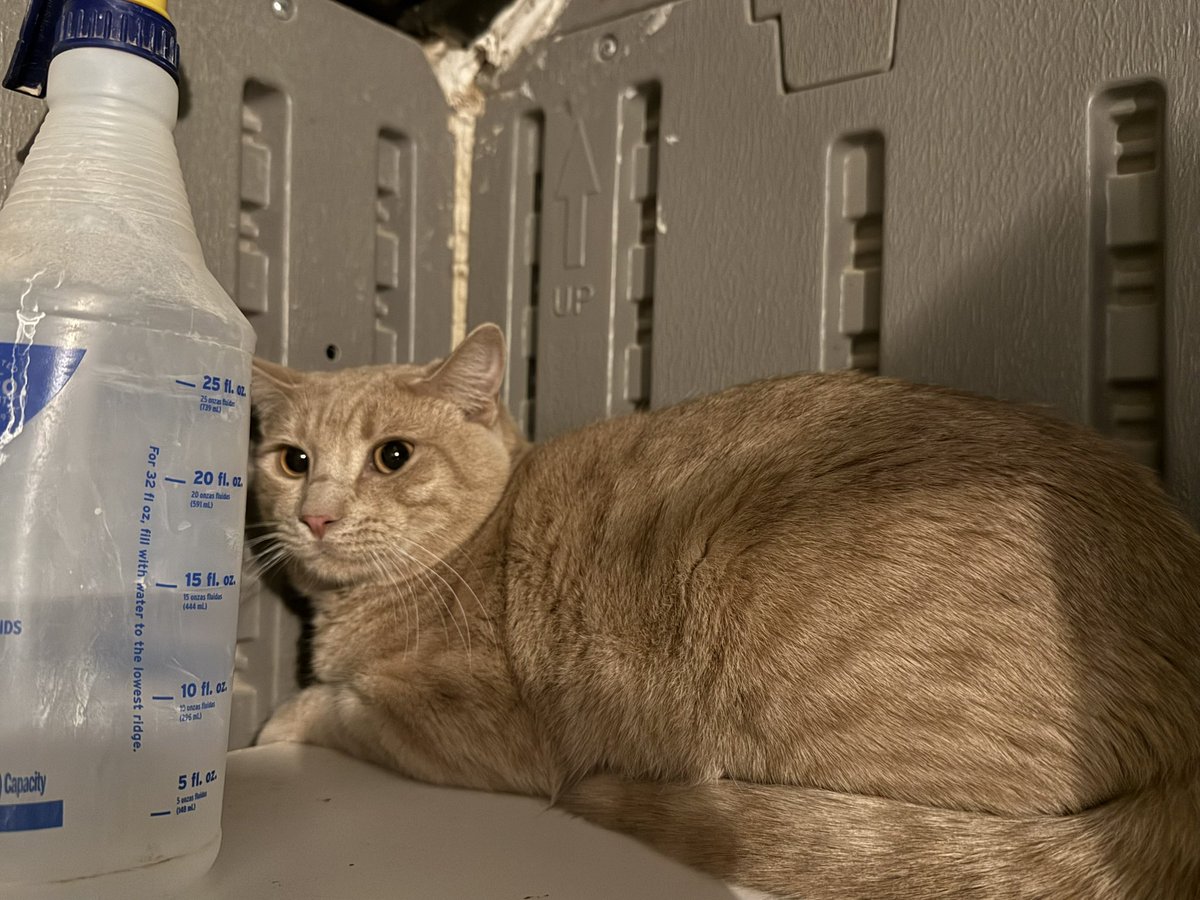 Introducing SHANE and ILYA! 9 month old orange boys, Shane is an ULTRA BABY and Ilya isn’t sure about us yet 🤔

They are available in #Tucson!