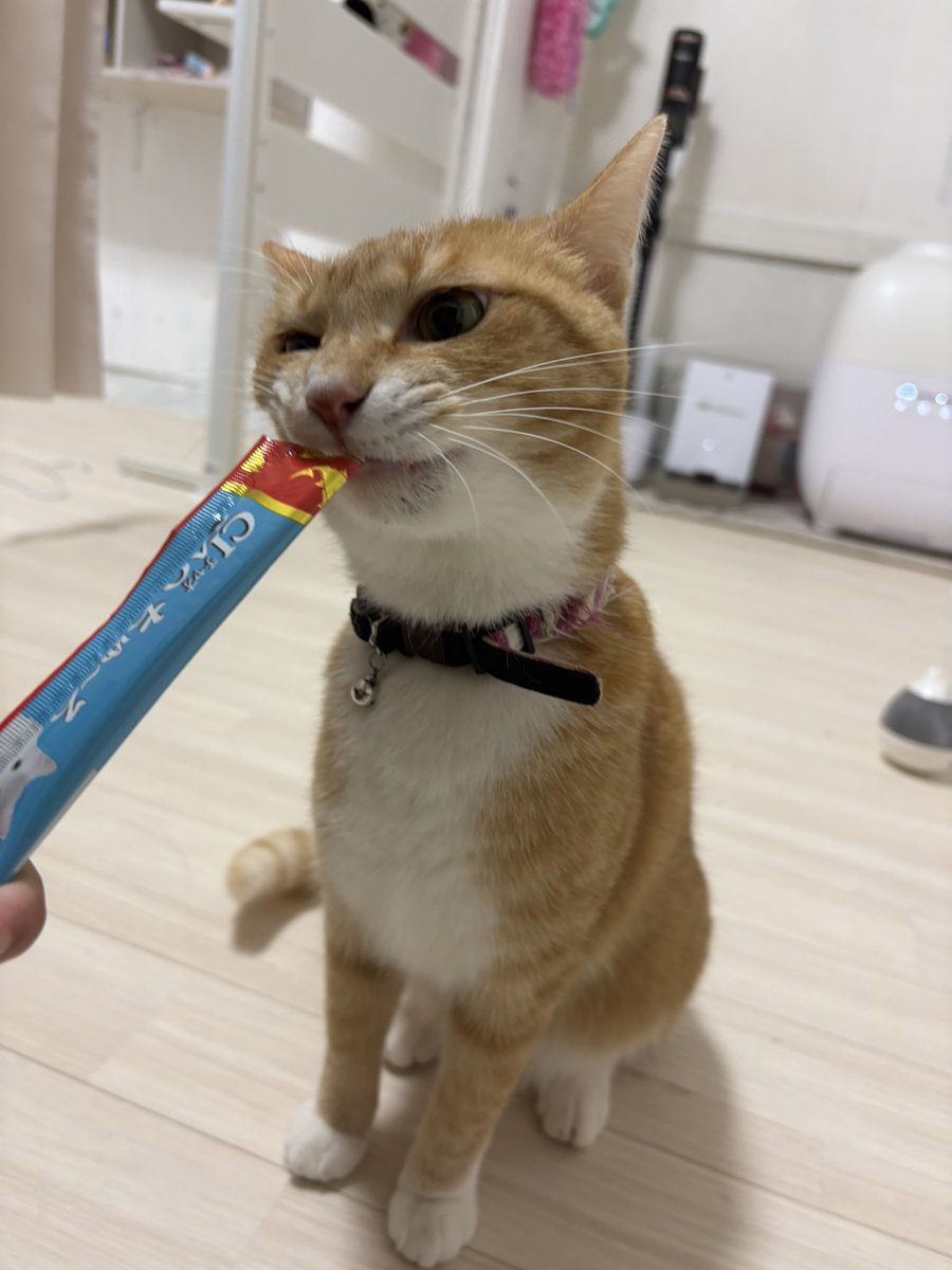 pretty_natsu's tweet photo. すごい顔してちゅーる食べてるw https://t.co/68ygZ0rOCW