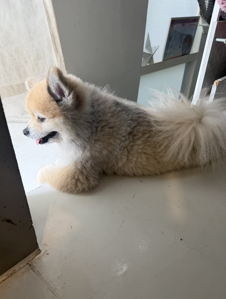 デカポメ🐶⛩️ポルくん🗼 (@AccessoryshopF) / Posts / X