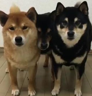 Gateone88's tweet image. たまにゲームを続ける 🦌