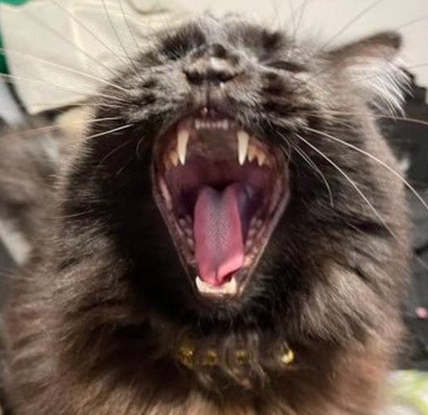 LP_Bee's tweet image. 低い手 👩‍💻