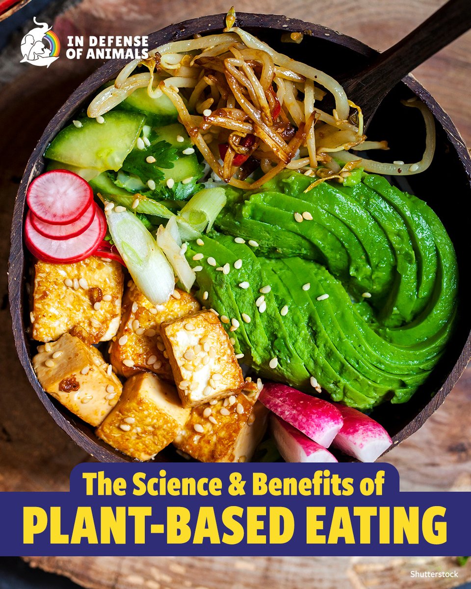 IDAUSA's tweet image. Not only does eating vegan help to lower chronic disease risk, protect the planet, and nourish your body, it’s also the only truly humane choice for animals.
Learn more: bit.ly/3O2zJ5R
RT &amp;amp; support bit.ly/4a1oraG
#PlantBasedDiet #VeganDiet #PlantPower #Veganism