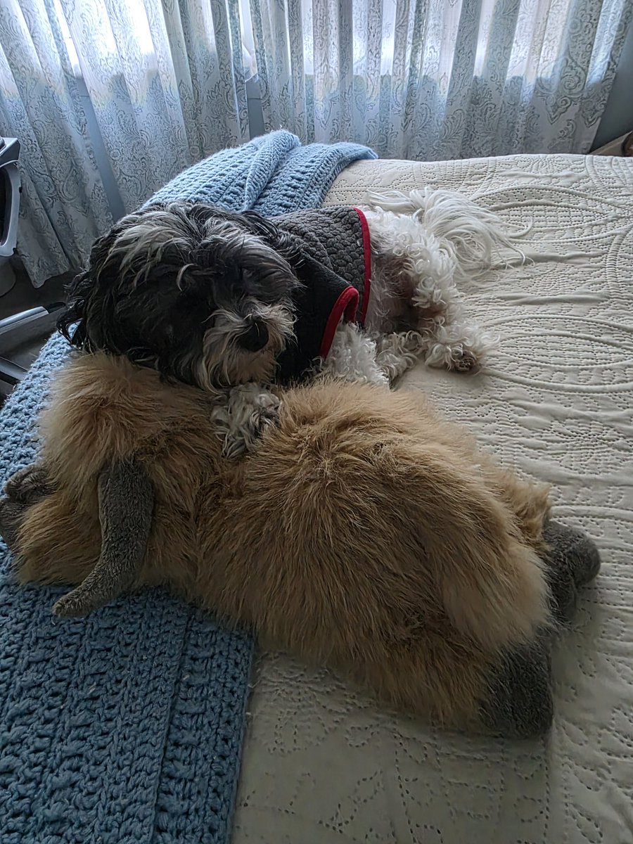 AlyCat🏴‍☠️ tweet media