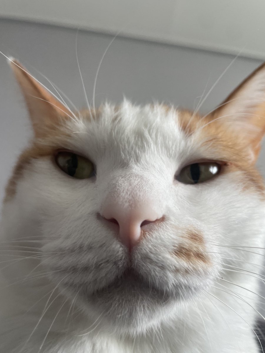 카페인 중독 처음 먹어봤는디 소금우유 짱 맛있다
(옆에는 저희 집 고양이에요)