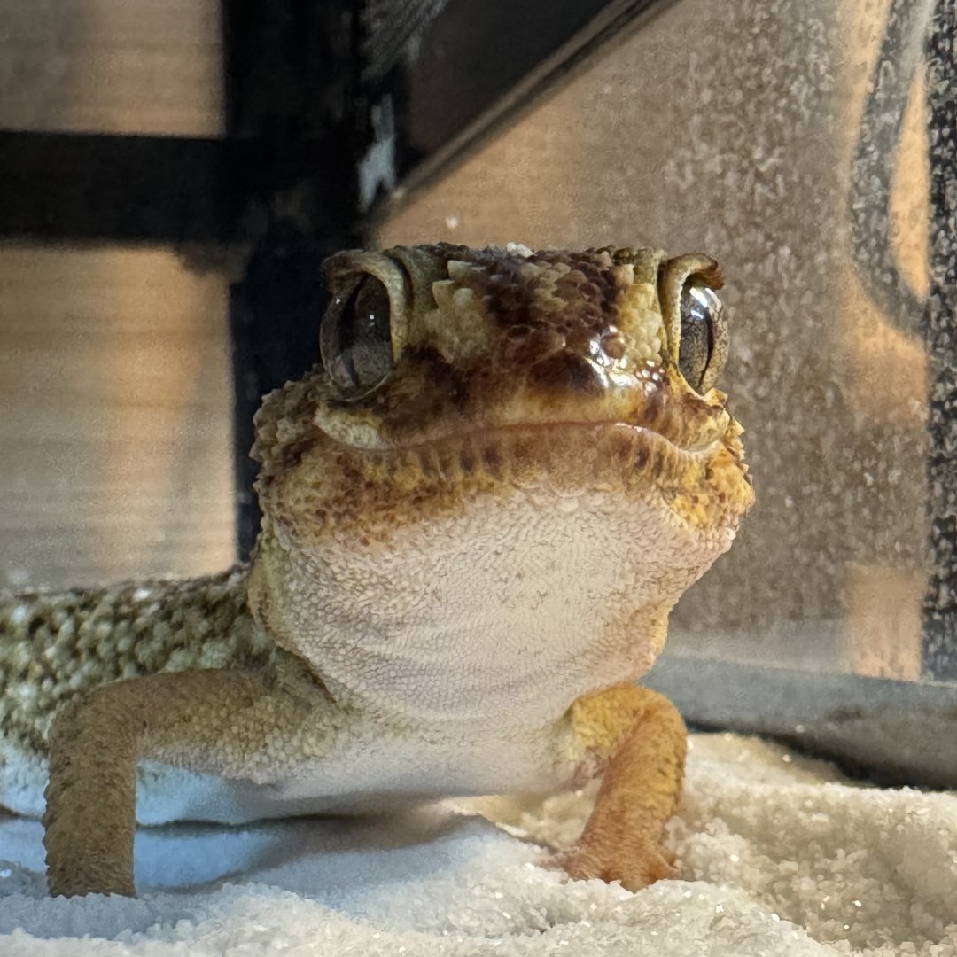 朝の光で考える tweet media