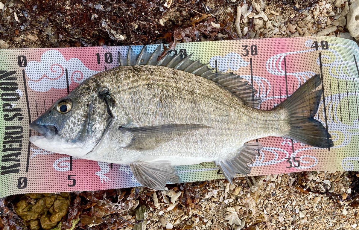 ミナミクロダイ