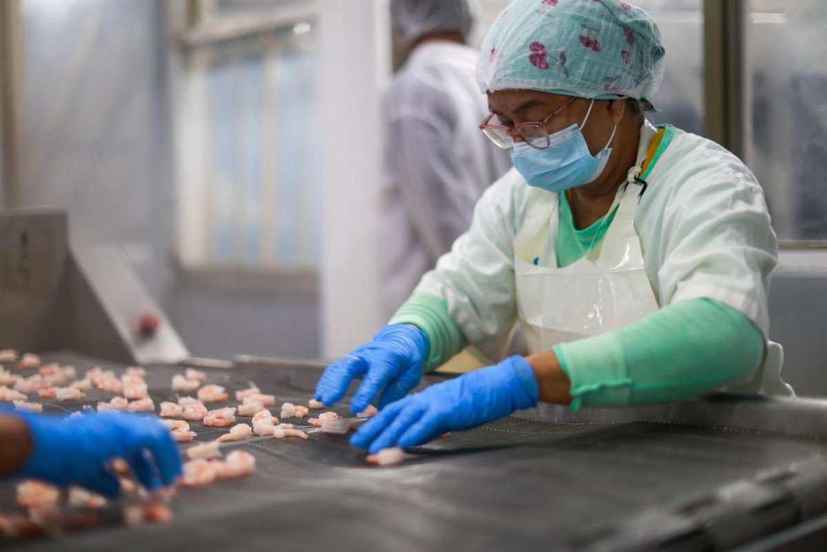 Durante 2025, las exportaciones de Panamá llegaron a B/. 980.1 millones, la cifra más alta desde hace 16 años, demostrando la capacidad productiva y competitiva del país.
La canasta de exportación experimentó un cambio significativo al incorporar productos emergentes como