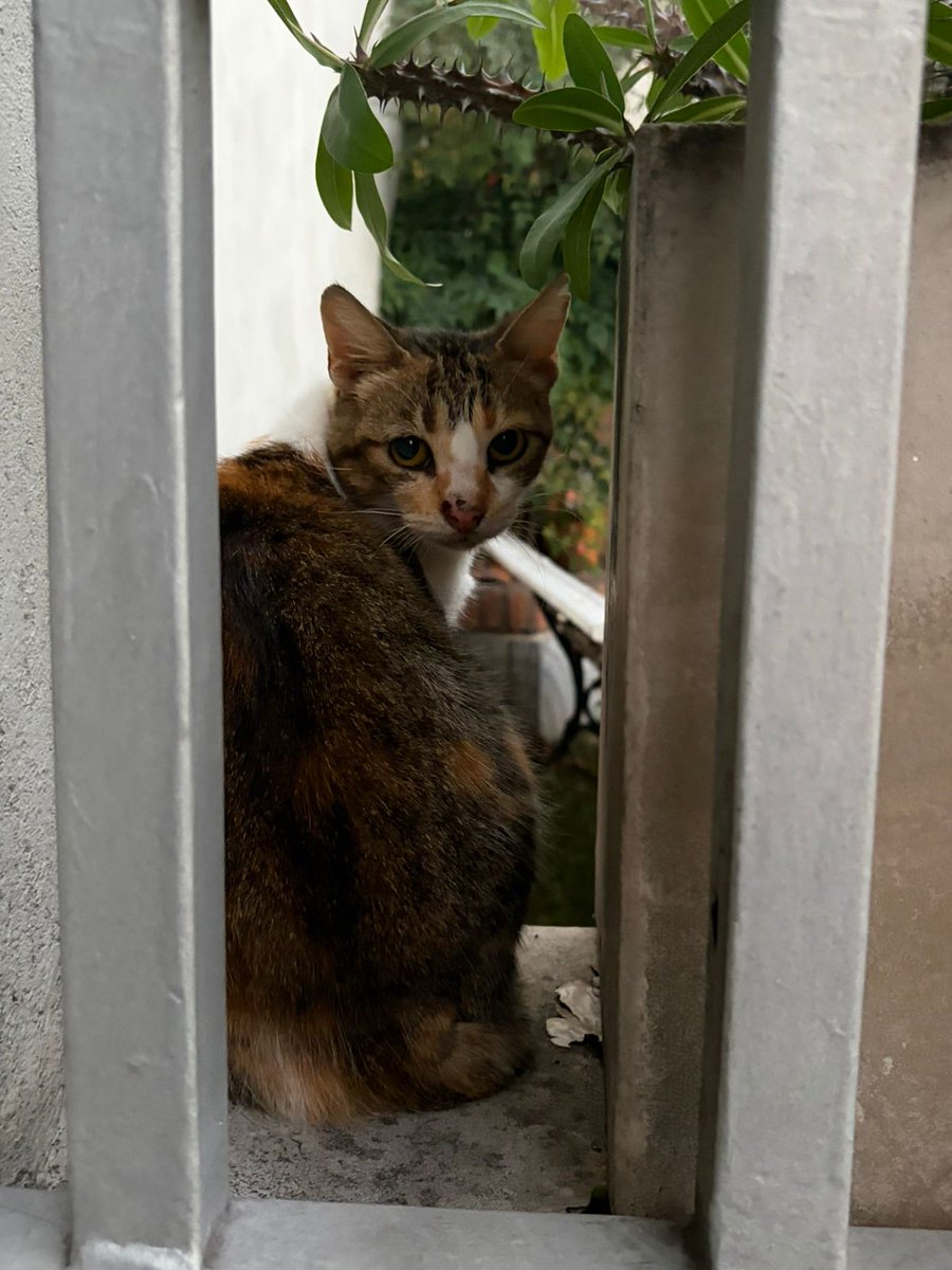 iwroteapoemm's tweet photo. cada vez que salimos a caminar con mi novia capturamos todos los gatitos qué nos cruzamos https://t.co/OV4tBx80YI
